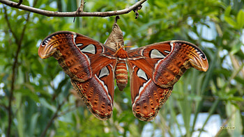 Exquisite atlas moth, Majestic wingspan, Vibrant colors, Close-up details HD wallpaper