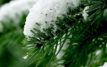 Pine Tree HD wallpaper
