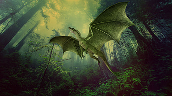 Fantasy, Forest, Fog, Flight, Dragon, hop HD wallpaper