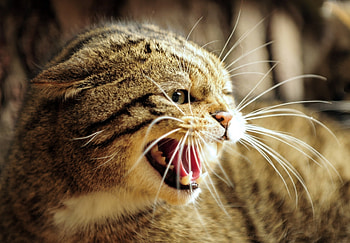 Animals, Grin, Muzzle, Fangs, To Fall, Mouth, Wildcat, Wild Cat, Anger, Rage, European Forest Cat HD wallpaper