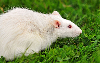 Cute Rat graphy, Albino Rats, Animal Companions, Rats in Nature HD wallpaper