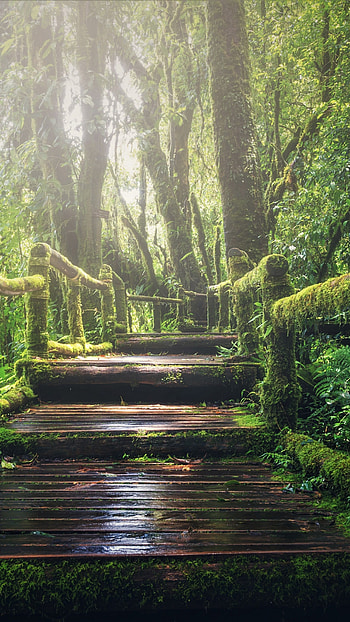 Green nature , Nature's glory, Harmonious hues, Earthy beauty HD phone wallpaper