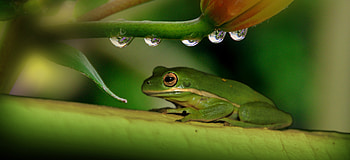 Animals, Drops, Plant, Frog HD wallpaper