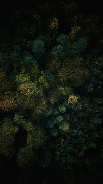 Nature, Trees, View From Above, Top, Forest, Tops HD phone wallpaper