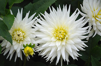 Flowers, Close-Up, Greens, Dahlias, Snow White HD wallpaper