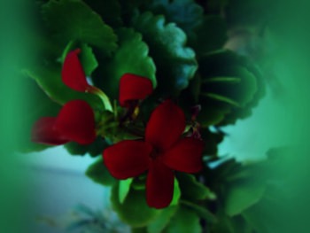 mistic green, leaves, flower, green, red, nature, blur HD wallpaper