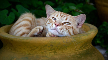 Animals, Cat, To Lie Down, Lie, Jug, Striped, Redhead HD wallpaper