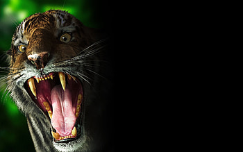 Tiger, other, beautiful, animals HD wallpaper