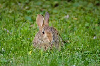 Animals, Fluffy, Sight, Opinion, Animal, Rabbit, Hare HD wallpaper