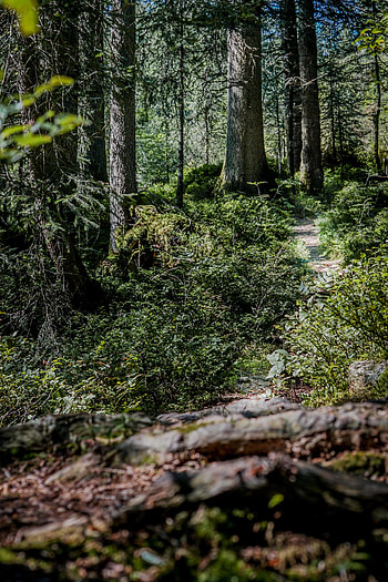 Nature, Trees, Bush, Forest, Path HD phone wallpaper