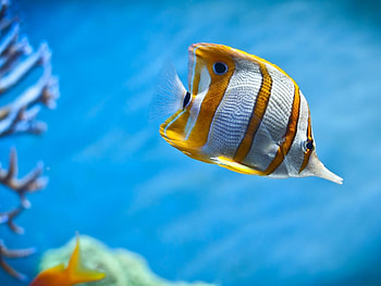 Animals, Fishes HD wallpaper