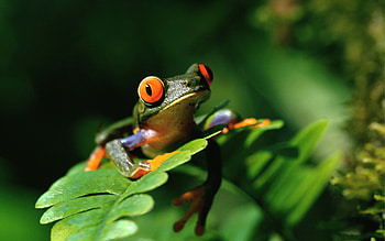 Vivid Red-Eyed Frog : Nature’s Bright Amphibian Wonder, Animal, frog HD wallpaper