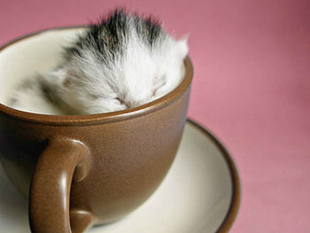KITTEN IN A CUP, KITTEN, CUTE, , CUPE HD wallpaper