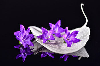 ڪےღڰۣ✿﻿ ღ❤ღ ڪےღڰۣ✿﻿, plant, beautiful, spring, flower HD wallpaper