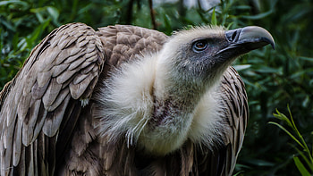 Birds Griffon Vulture, Scientific name, KDE store HD wallpaper