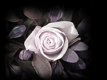 White Rose, rose, flowers HD wallpaper