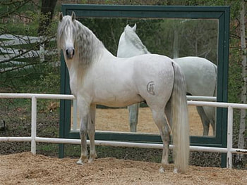 Reflection, spanish, andalusian, horses, grey HD wallpaper