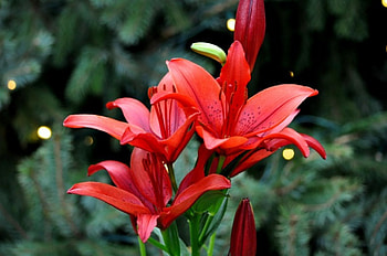 * Lilie *, lilie, nature, flowers, flower HD wallpaper