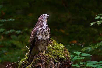 Animals, Bird, Beak, Moss, Eagle HD wallpaper