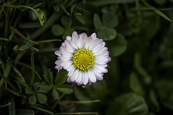 White flower, daisy, portrait HD wallpaper