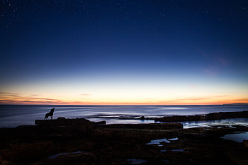 Animals, Sea, Night, Horizon, Silhouette, Ocean, Wolf HD wallpaper