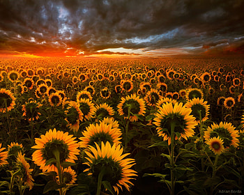Sunflower Field, sunflower, field, nature HD wallpaper