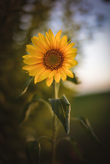 Flowers, Flower, Plant, Sunflower HD phone wallpaper