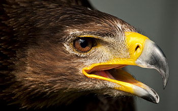 Animals, Bird, Beak, Predator, Eagle HD wallpaper