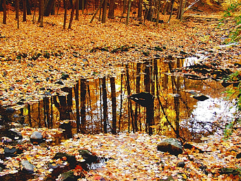 Landscape, Nature, Trees, Autumn, Leaves HD wallpaper