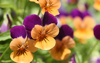 Plants, Flowers HD wallpaper