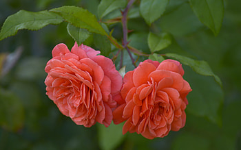 Roses, Flowers, Blooming, Ted HD wallpaper
