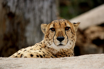 Animals, Cheetah, Muzzle, Predator HD wallpaper