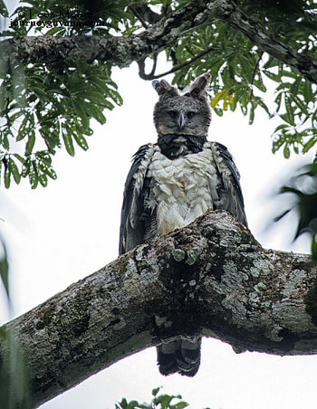 Harpy Eagle, Majestic bird, Feathers spread wide, Bird of prey HD phone wallpaper