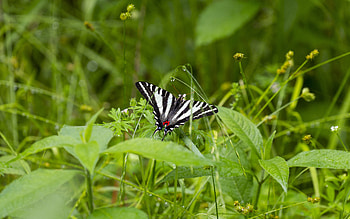 Animals, Grass, Beautiful, Butterfly, Wings, Swallowtail, Mahaon HD wallpaper