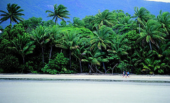 Tropical Beauty of Queensland, palms, australia, tropical, paradise, ocean, beach HD wallpaper
