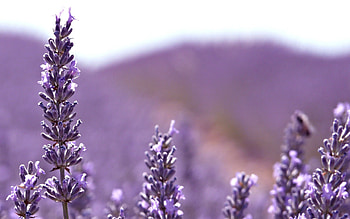 Flowers, Lilac, Plant, Macro, Shine, Light HD wallpaper