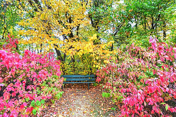 Autumn Bench, bench, woods, Fall, bushes, trees, Autumn, park HD wallpaper