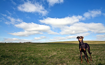 Animals, Grass, Sky, Horizon, Dog, Stroll HD wallpaper