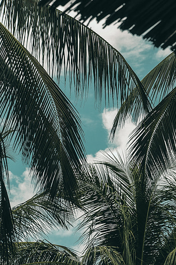 Nature, Sky, Clouds, Palm, Branches, Tropics HD phone wallpaper