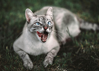 Animals, Cat, Muzzle, Protruding Tongue, Tongue Stuck Out HD wallpaper