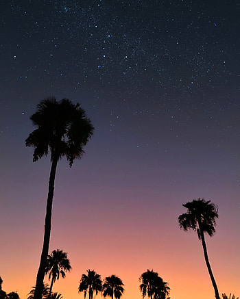 Nature, Sunset, Palms, Starry Sky, Tropics, Outline HD phone wallpaper