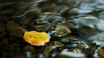 Nature, Water, Stones, Transparent, Sheet, Leaf, Creek, Brook, Pebbles HD wallpaper