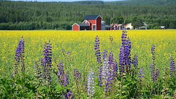 Sweden in summer, Nordic visitor, Travel recommendations, Scenic beauty HD wallpaper