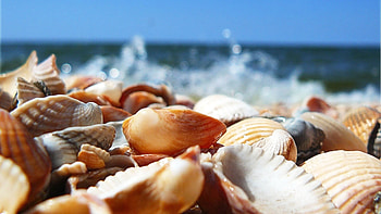Shell paradise, Ocean beauty, Coastal serenade, Nature's marvels HD wallpaper