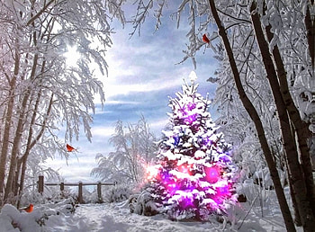 Snowy Day in the Woods with Cardinals, winter, holidays, birds, woods, winter holidays, attractions in dreams, forests, paintings, love four seasons, Christmas Tree, Christmas, snow, xmas and new year, cardinals HD wallpaper