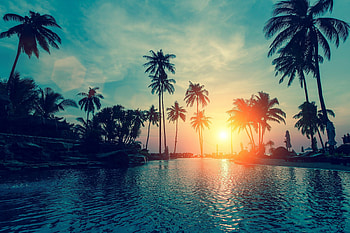 Computer , Palm tree bliss, Nature's , Tropical dreams HD wallpaper