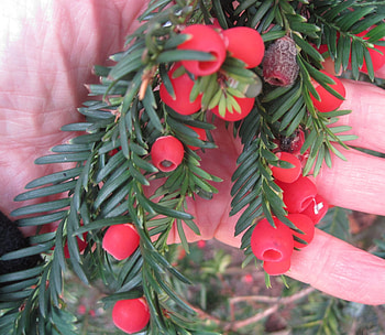 Yew tree guide, UK common yew tree, Identification HD wallpaper
