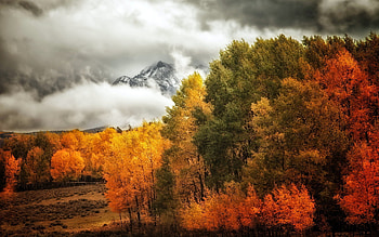 Landscape, Trees, Mountains, Autumn HD wallpaper