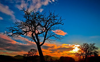 Nature, Trees, Sunset, Sky HD wallpaper