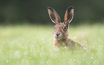 Hare, animal, nature, meadow HD wallpaper